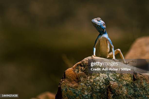 close-up of agama on rock - siedleragame stock-fotos und bilder