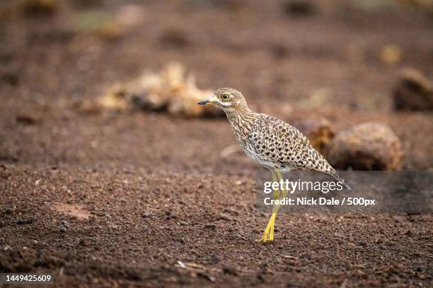 spotted thick-knee stands in profile on ground,kenya - spotted thick knee stock pictures, royalty-free photos & images