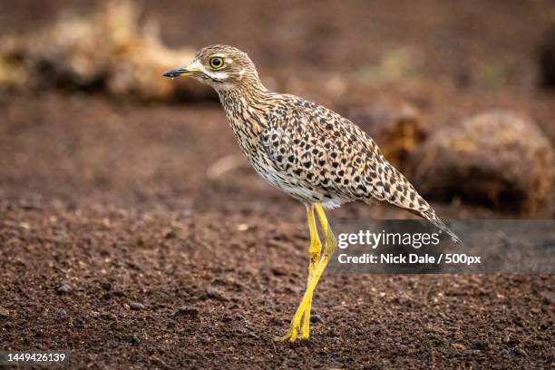 spotted thick-knee stands on ground bending leg,kenya - spotted thick knee stock pictures, royalty-free photos & images