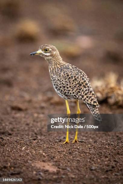 spotted thick-knee stands on ground facing left,kenya - spotted thick knee stock pictures, royalty-free photos & images
