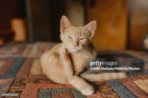 cat scratching his neck - garrapata animal fotografías e imágenes de stock
