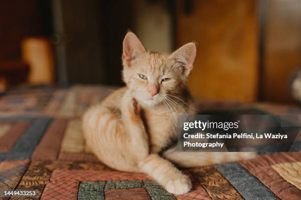 cat scratching his neck - allergies indoors stock pictures, royalty-free photos & images