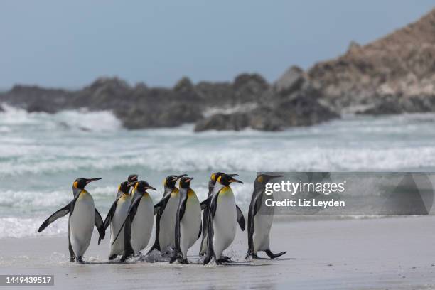 king penguins, volunteer point, falklands - penguin south america stock pictures, royalty-free photos & images