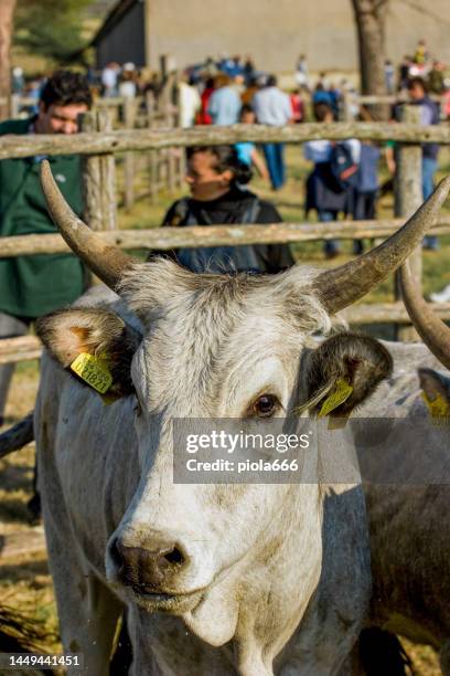 cowboy italiani dalla toscana e dalla maremma - buttero foto e immagini stock