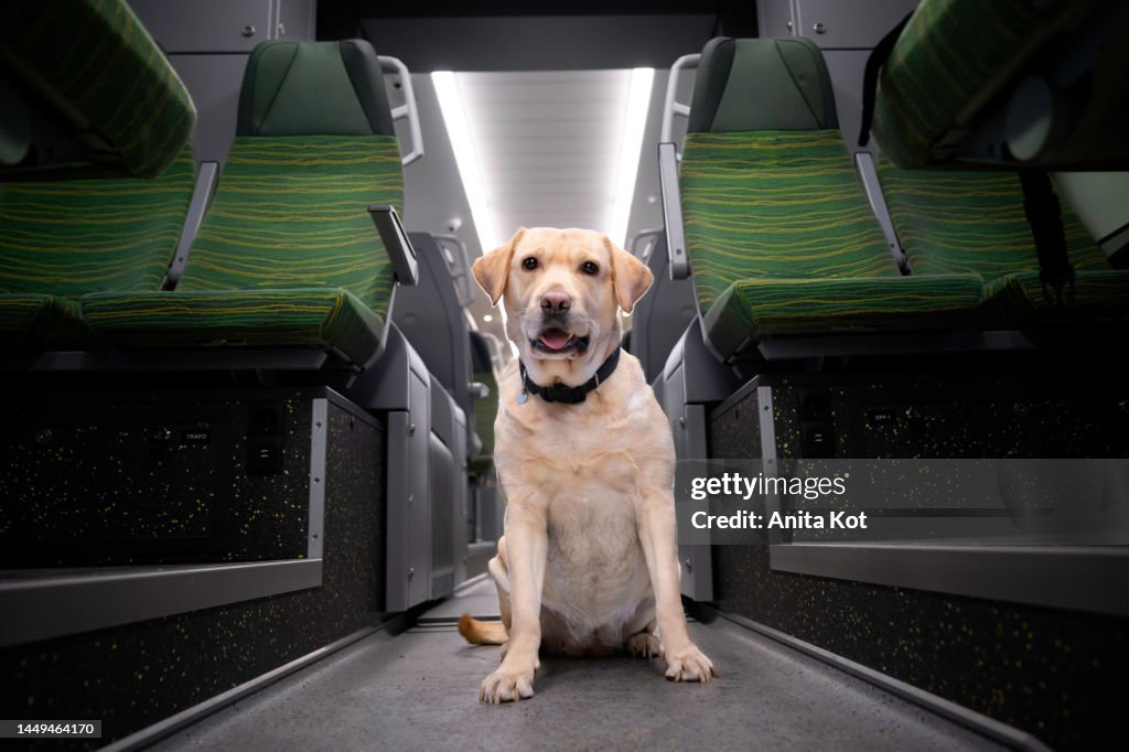 A dog traveling by train