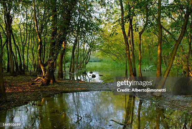 swamp grove (po delta park - italy) - bayou stock pictures, royalty-free photos & images