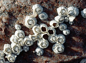Sea acorn colony on a big rough stone