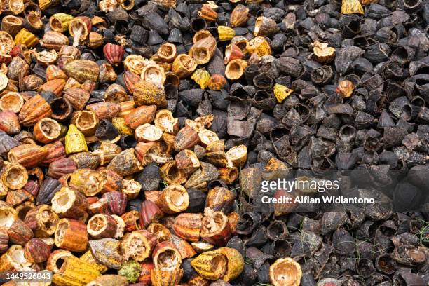 cocoa bean skin - seed head stock pictures, royalty-free photos & images