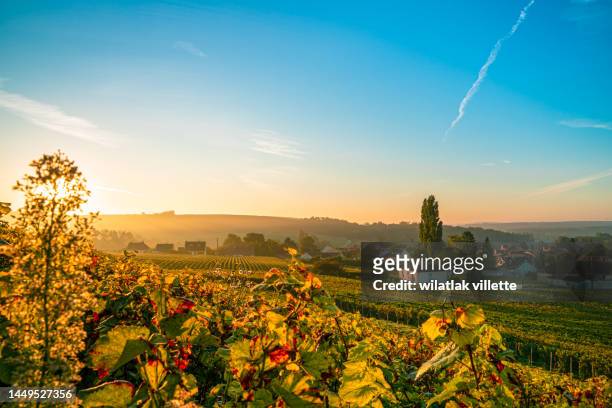 vineyards and grapes in a hill-country farm in france. - エペルネ ストックフォトと画像