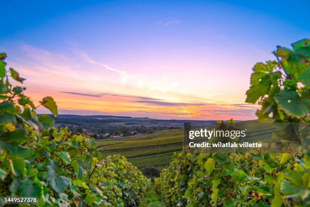 vineyards and grapes in a hill-country farm in france. - エペルネ ストックフォトと画像