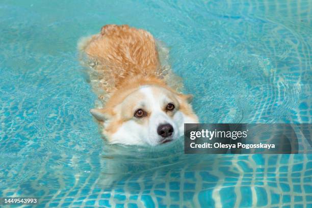 welsh corgi dog swims in the pool - pembroke welsh corgi puppy foto e immagini stock