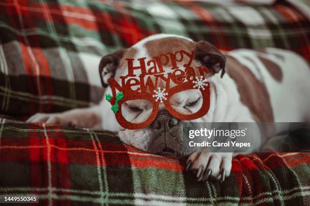 dog with new years glasses - bonne année joyeux noel plusieurs langue photos et images de collection