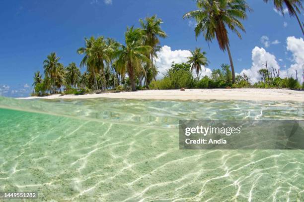French Polynesia, Rangiroa: Reef Island, islet , translucent water of the lagoon.