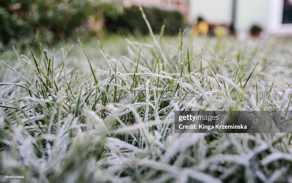 Frosty morning