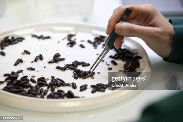 Site of the company Ynsect in Damparis, near Dole, in the Jura department : Ynsect farms and transforms insects in primary ingredients for animal...