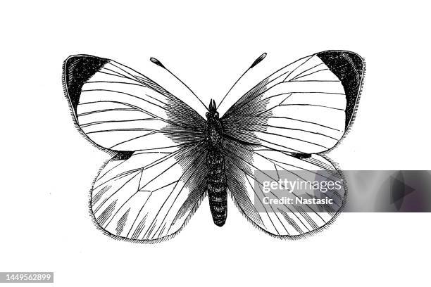 cabbage butterfly - cabbage leaf close up stock illustrations