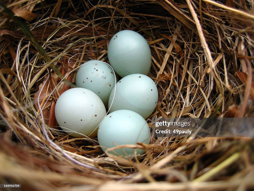 Bird nest with 5 eggs dunnock