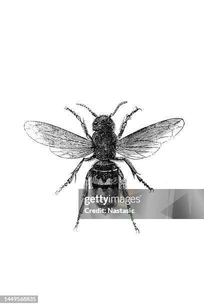 Hornets Rvector Hornet High-Res Vector Graphic - Getty Images