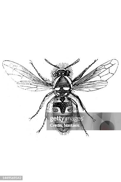 wasp - wasp stock illustrations