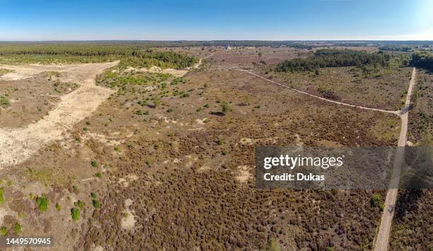 Heathland area Hooge Veluwe.