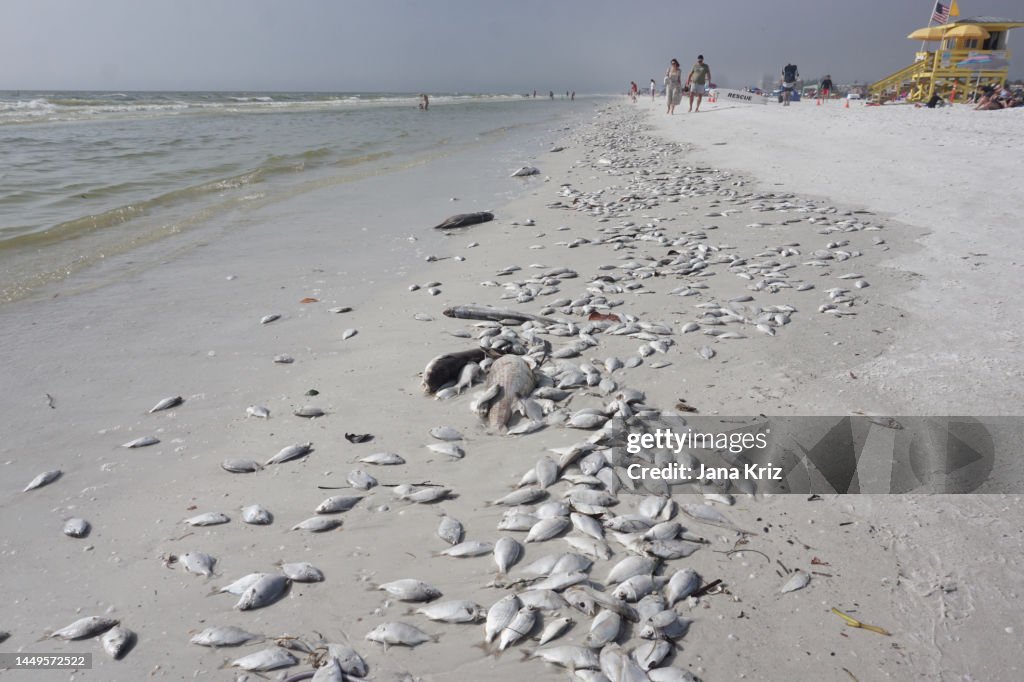 Dead fish cover a sandy beach at the edge of the ocean. People walking in distance. Red tide effects on Siesta Key beach. Yellow lifegard station.