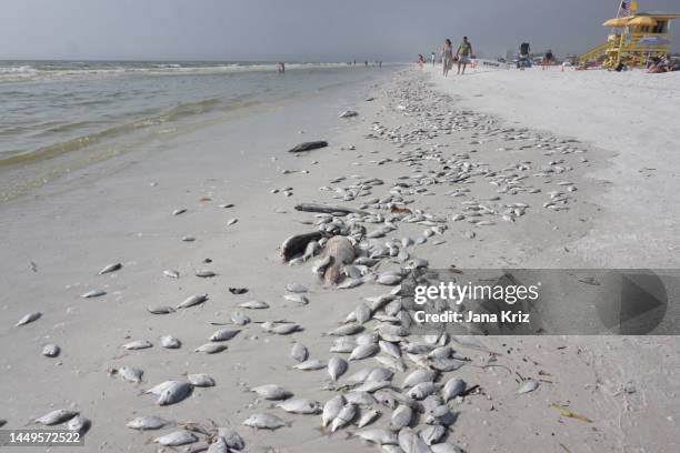 Red Ride Ocean Red Tide Ocean Photos and Premium High Res Pictures - Getty Images