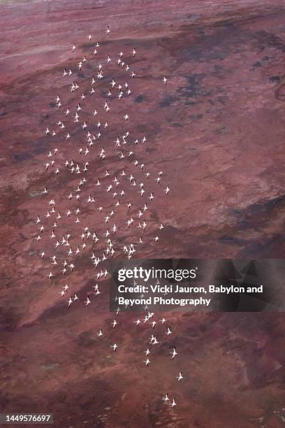 amazing vertical of flamingo in flight against pink landscape at lake magadi, kenya - great migration stock pictures, royalty-free photos & images