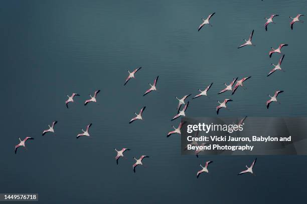 beautiful close up of flamingo in flight against blue-green background at lake magadi, kenya - flamingo bird stock pictures, royalty-free photos & images