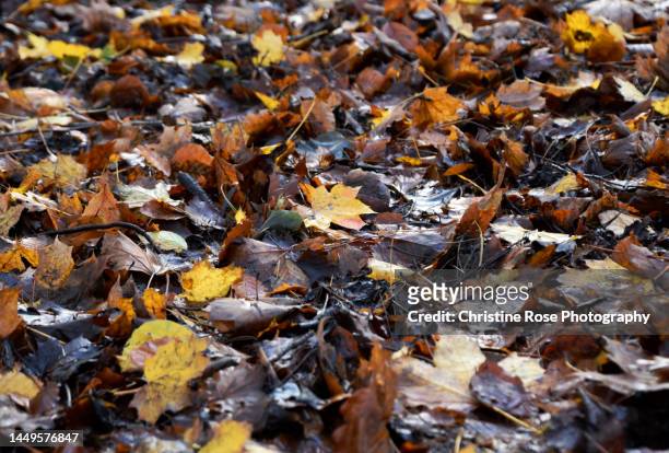 leaves on the woodland floor - woodland floor stock pictures, royalty-free photos & images