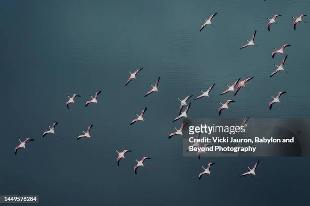 close up of lesser flamingos in flight over blue lake natron, kenya - great migration stock pictures, royalty-free photos & images
