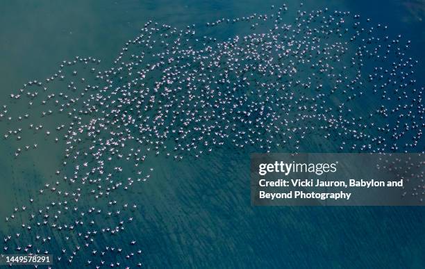 amazing blue green texture with flamingo in flight at lake natron, kenya - green lake aerial stock pictures, royalty-free photos & images