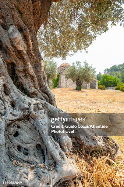 panagia, old olive tree - olive tree imagens e fotografias de stock