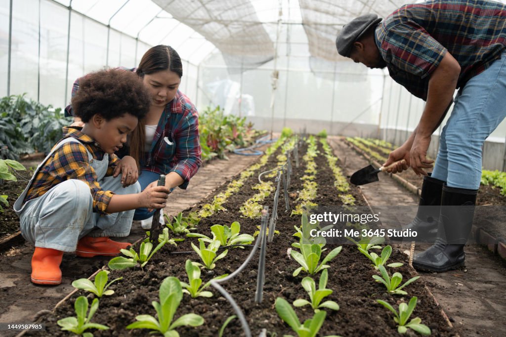 Women And Boy Dig Up The Soil To Grow Vegetables Together High-Res ...