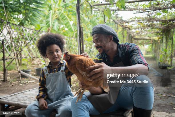 men and children raised a cattle hen farm. - scared chicken stock pictures, royalty-free photos & images