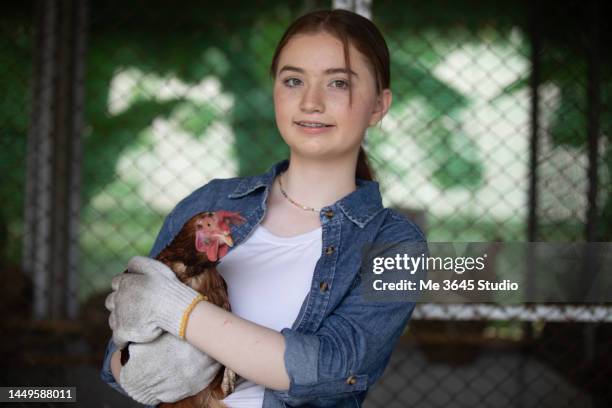 girls carry laying hens on the farm. - scared chicken stock pictures, royalty-free photos & images