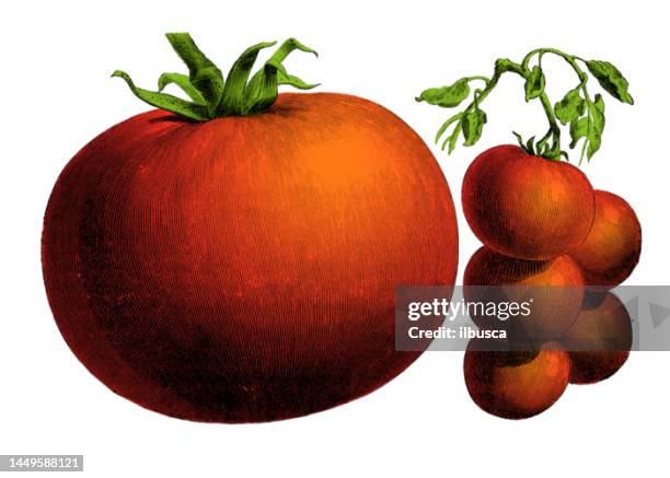 ilustraciones, imágenes clip art, dibujos animados e iconos de stock de plantas vegetales antiguo grabado color ilustración: tomate - tomate