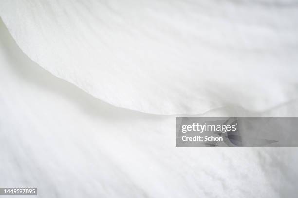 close-up of shapes on a white amaryllis - petal stock pictures, royalty-free photos & images
