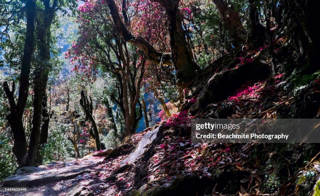 Trail through Rhododendron forests at springtime in Ghandruk village in Nepal