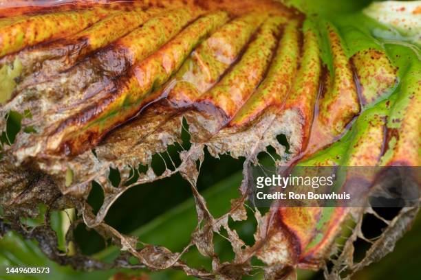 rotting hosta leaf - desintegración fotografías e imágenes de stock