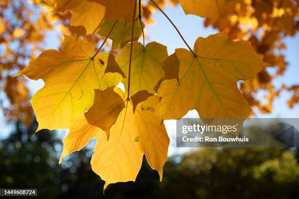 maple tree - maple tree stockfoto's en -beelden