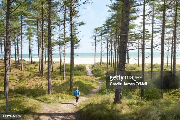 lone female walking along a path through coastal forest leading towards the beach - ireland vacation stock-fotos und bilder
