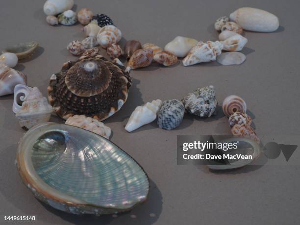 Ncsea Shells North Carolina Sea Shells Photos and Premium High Res Pictures - Getty ...