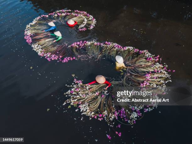 water lilies on the mekong river forming an s-shape whilst being harvested by five vietnamese women photographed from a drone point of view, mekong delta, vietnam - vietnamese culture ストックフォトと画像