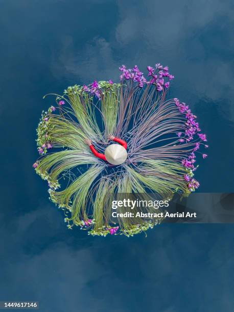 circular shape of water lilies floating on the mekong river being picked by a vietnamese woman shot from a drone hovering directly above, mekong delta, vietnam - water lily stockfoto's en -beelden