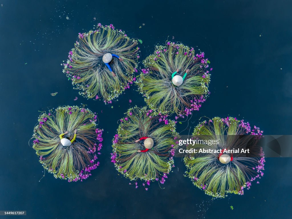Five Vietnamese women in the Mekong river surrounded by water lilies photographed from a drone point of view, Mekong Delta, Vietnam