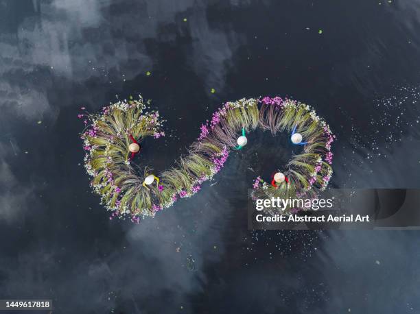 drone image directly above water lilies on the mekong river forming an s-shape whilst being harvested by five vietnamese women, mekong delta, vietnam - climate resilience stock pictures, royalty-free photos & images