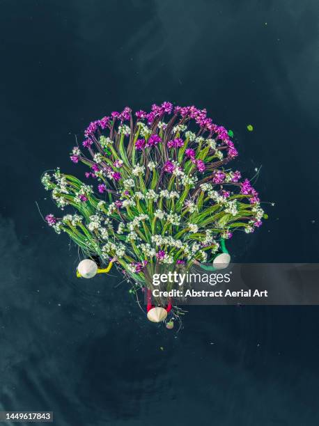 three vietnamese women in the mekong river harvesting water lilies photographed by drone, mekong delta, long an province, vietnam - water lily stock pictures, royalty-free photos & images