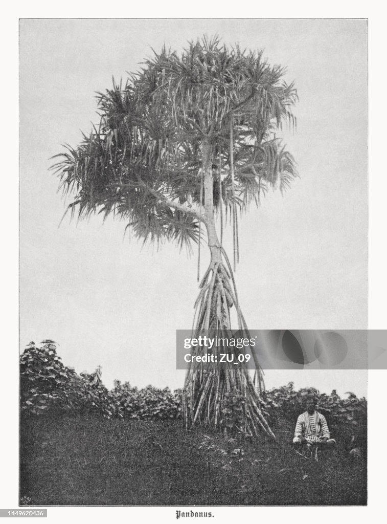 Pandanus tree (Pandanus tectorius), halftone print, published in 1899
