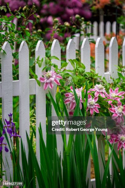 josephine clematis on a picket fence dividing gardens - the purple iris stock pictures, royalty-free photos & images