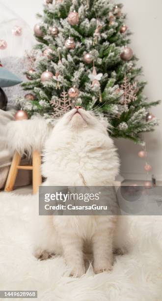 young siberian cat portrait against a christmas tree - siberian cat stock pictures, royalty-free photos & images